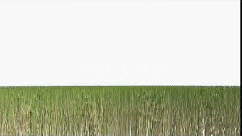 Growing Grass | Motion Graphics - Envato elements