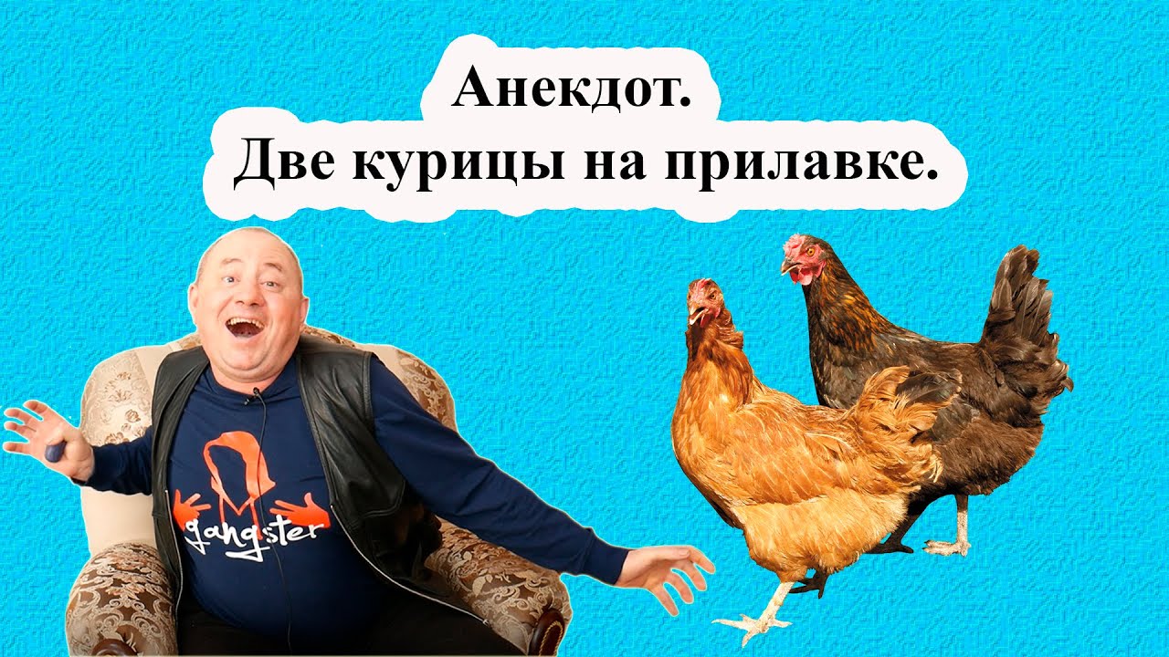 дом 2 курица