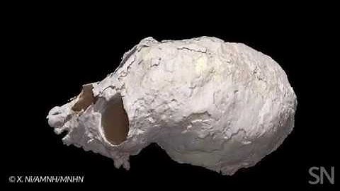 See the digital reconstruction of an ancient monkey’s skull | Science News