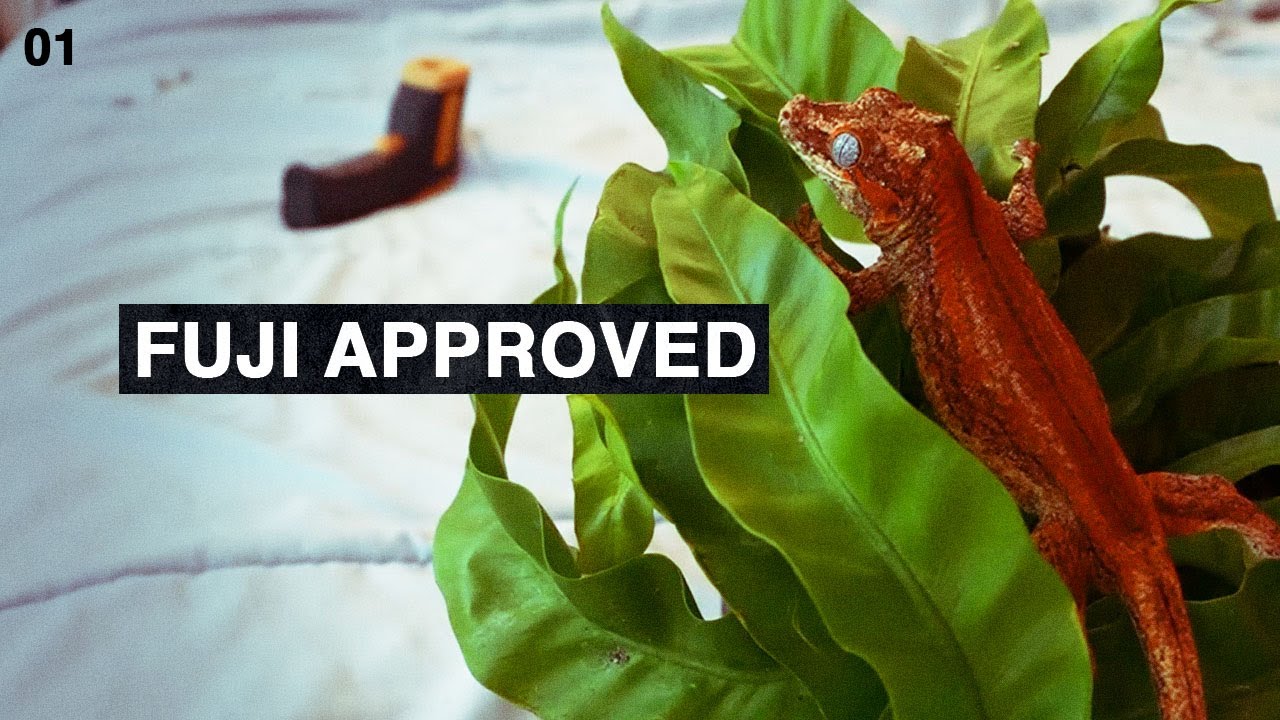 5 Plants for your Bioactive Gecko Enclosure