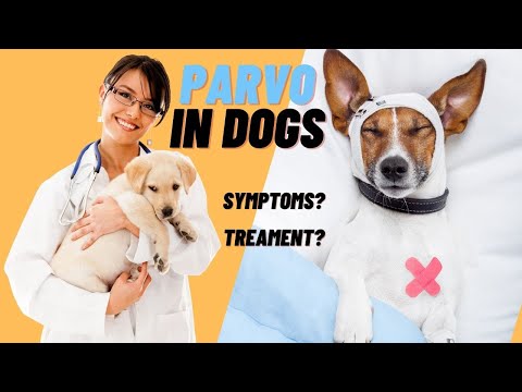 PARVOVIRUS SYMTOMS & TREAMENT | DOG VOMITTING & BLOODY POOP #doglover #dog