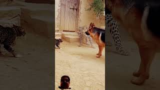 Cat and dog attack on leopard 🐆 #tiger #wildlife #animals #lion #cat #dog