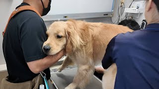 Surprised by the sudden onset of the disease, we rushed to the