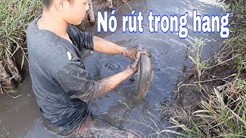Bắt cá rô, cá lóc cạn trên ruộng mùa hạn mặn ở Miền Tây | Catch perch, snakehead fish in the field