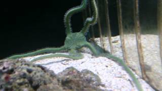 about huge green brittle starfish