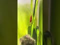 Even the shrimp know how to be demure, mindful