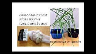 HOW TO GROW GARLIC FROM SUPERMARKET GARLIC, step by step,  re- grow vegetables