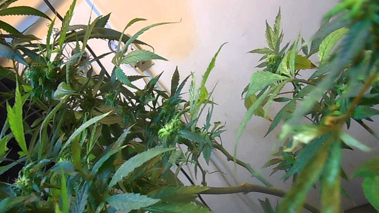 my original triple super sour og kush clone bloom update.