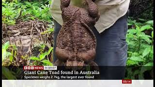 'Toadzilla': Giant cane toad found in Australia weighing 2.7kg (1)