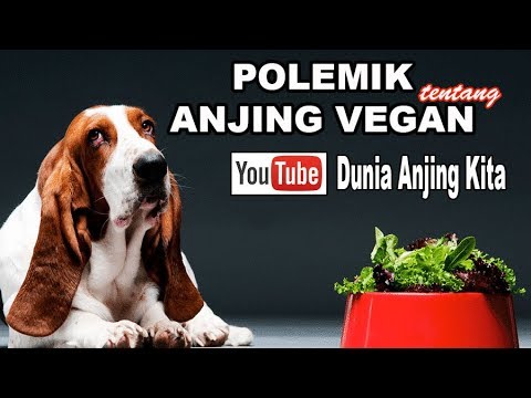 Video: Sains Mendukung Anjing Vegetarian Dan Kucing Karnivora