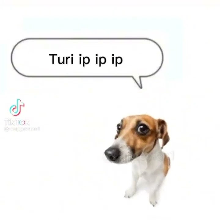 turi ip ip ip ip