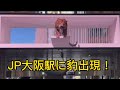 【旅行】吠える豹🐯