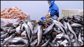 Amazing Cod Mass Production Process！Tasty Cod Factory！