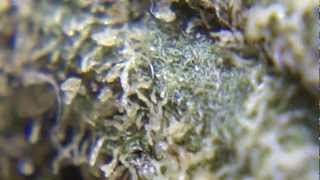Ep 238 GDP Prt 2 Hd Grandaddy Purple 1080p Weed Review Connoisseur Genetics CloseUp Bud Trichomes