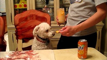 The Chemistry of Root Beer Floats - Marissa V