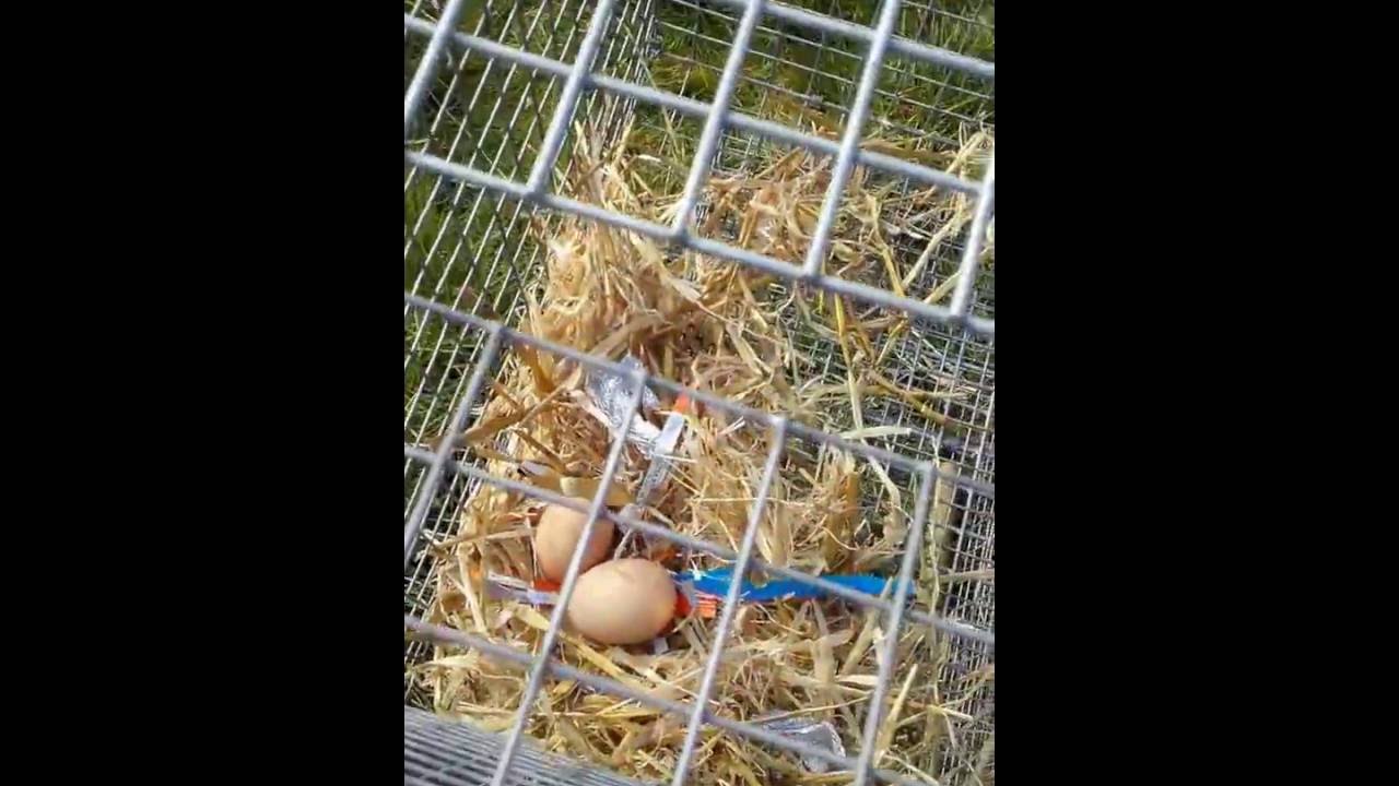 Catching a callbird, magpie, crow, Jay, larsen, half larsen,   www.discountpestcontrol.org