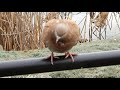 ドバト/Columba livia 07_200124_不忍池