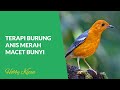 Terapi Suara Burung Anis Merah Cocok Untuk Menstimulasi Burung Anis Merah Macet Bunyi Mp3 - Mp4 Download