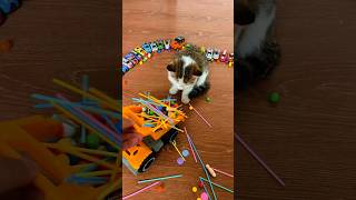 Dersky Cat 🐈 #marblerunandmore #cat #reverse #asmr 7