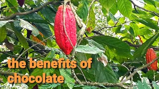 apa kamu suka coklat ? many benefits of chocolate | kakao | fimu channel