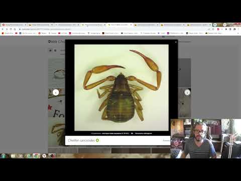 Отряд Ложноскорпионы (Pseudoscorpionida) своими словами
