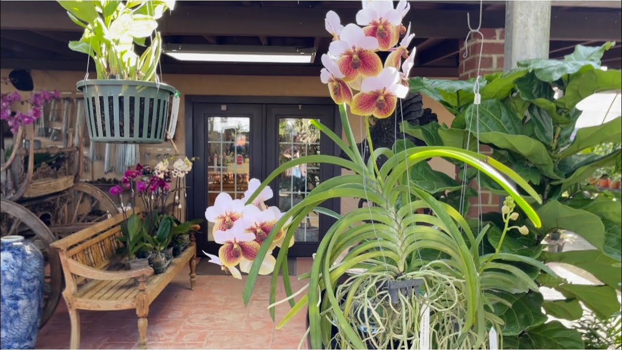 RF Orchids Nursery Tour, Orchid Shopping, 20 Off Sale , October 31