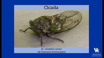 Cicadas
