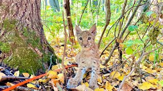 Рысь Арья гуляет в лесу 😺 Что не так с котёнком Линн?