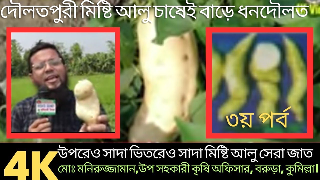 Amazing Best Varieties White Sweet Potato Documentary | ত্বক ও শাঁস সাদা সেরা মিষ্টি আলু জাতের তথ্য