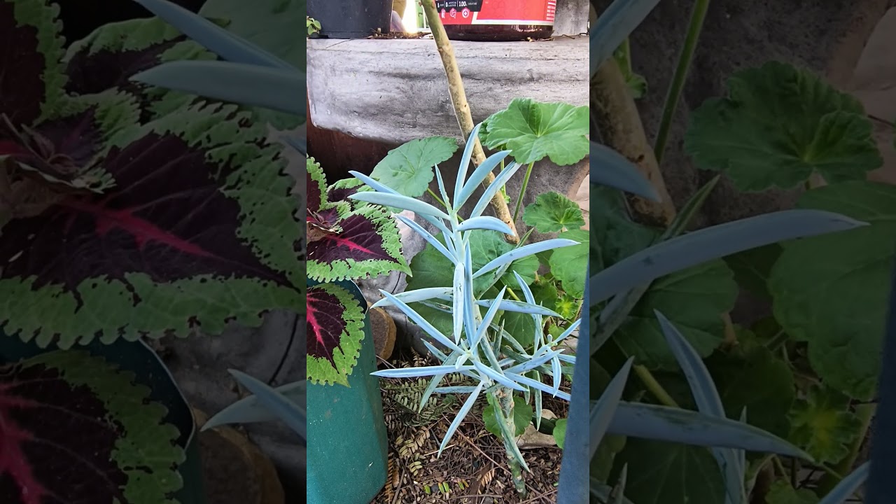 SUCULENTA muito linda e ORNAMENTAL! Fácil cultivo e propagação! SENECIO AZUL!  
