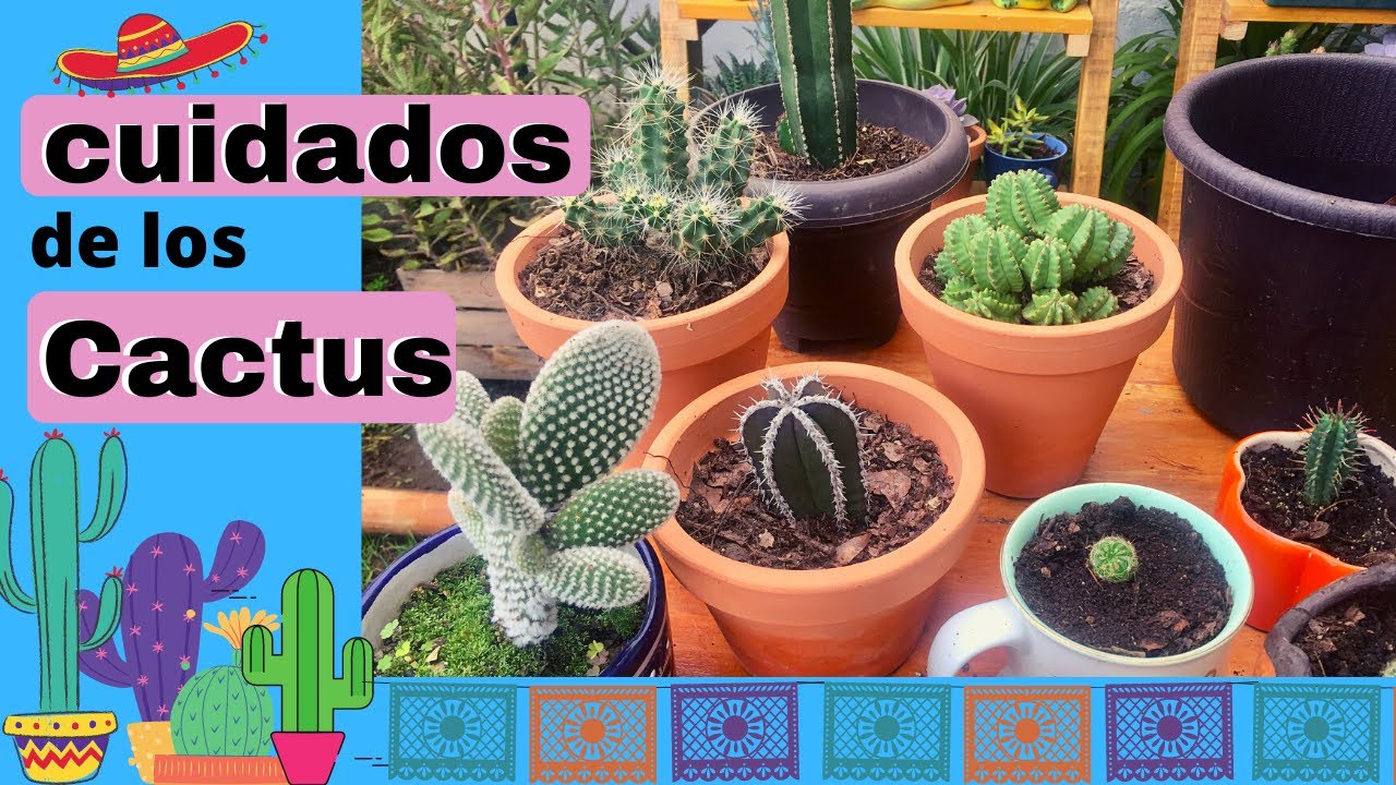 Fábula Senado trabajo Cuidados de los cactus - YouTube