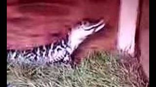 Alligator eating snake