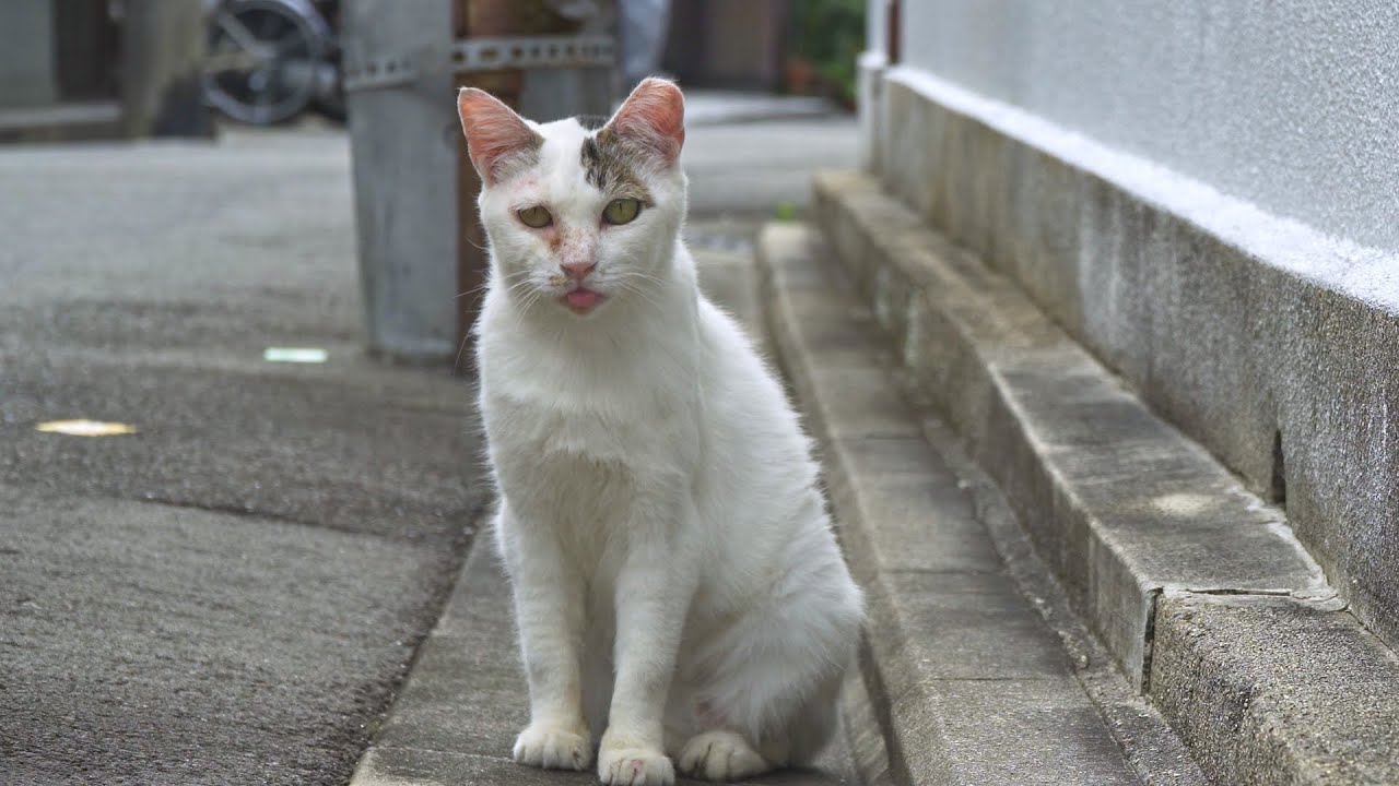 [CAT TRIP] Shirakawa & Awata Park Trip | Alley Cats' Kyoto