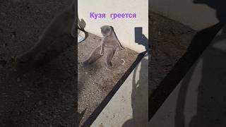 Кузьма #кузя #приколыскотами #домскотом #котомания