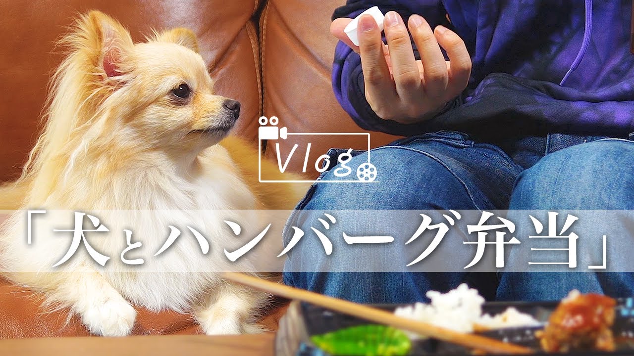 犬と話題の新作マリオカートで遊んでみた ポメラニアン チワワ Youtube 犬と話題の新作マリオカートで遊んでみた ポメラニアン チワワ Youtube