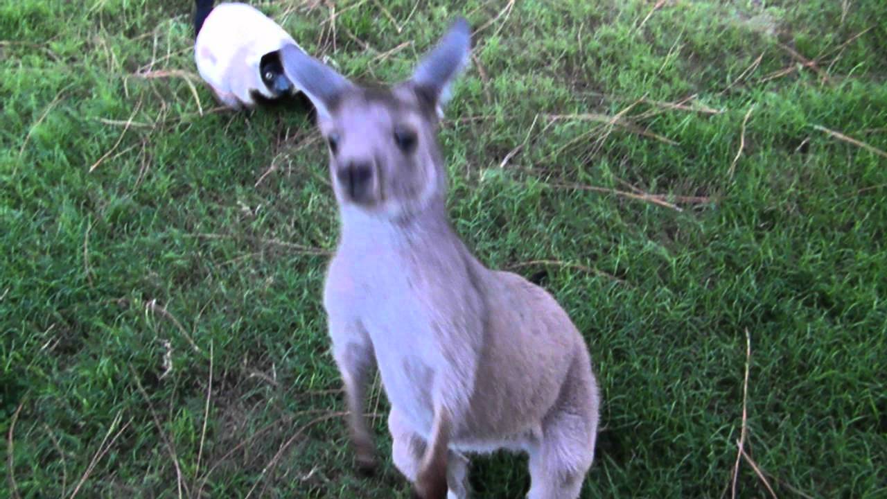 horseshoe bend KANGAROO AND LEMUR PLAY TAG