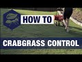 How To Get Rid Of Crabgrass