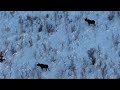 Красавцы лоси!В этом году снега не много и пресинг волка с тигром не такой.Как и изюбри быки вместе.