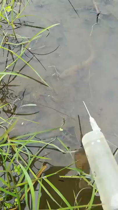 New Primitive Technology FISH TRAP with Fishing SR #short