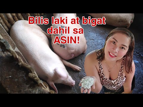 Video: Kailangan ba ng Cactus ng Pataba - Paano At Kailan Magpapakain ng mga Halaman ng Cactus