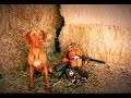 Vizsla Pheasant Hunting Vizsla Pheasant Hunting