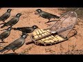 Awesome Quick Bird Trap Using Slab Trap - how to make the Slabs as hunting Bird traps work 100%