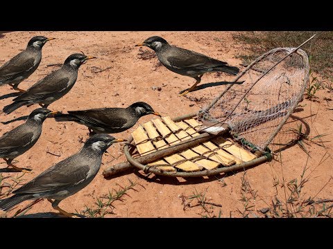 Awesome Quick Bird Trap Using Slab Trap - how to make the Slabs as hunti...