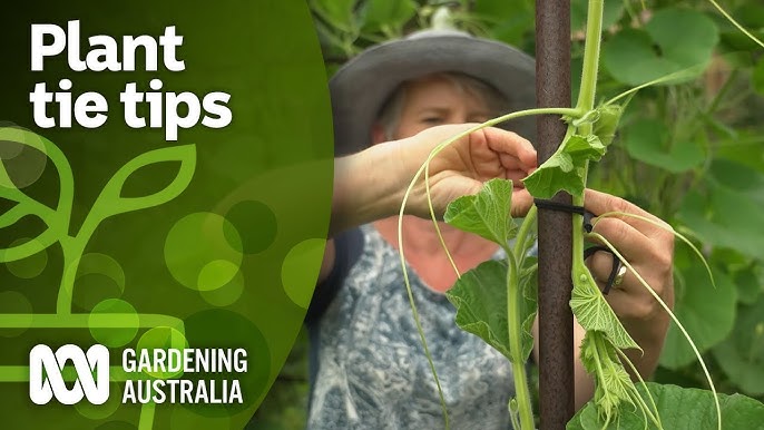 How to stake plants to a trellis using VELCRO® Brand ONE-WRAP® Garden Ties  