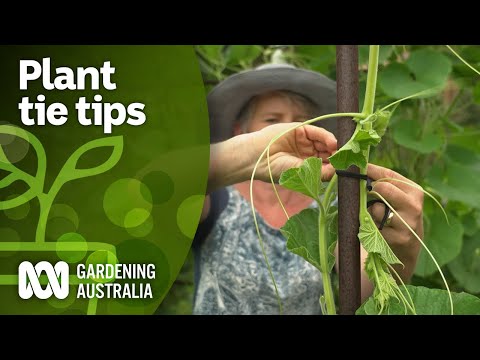 Avoid plant damage by choosing the right plant ties | Gardening Hacks | Gardening Australia