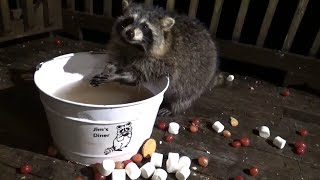 Monday - Oct 30Th - Raccoons Brave The Sleet For A Meal At The Diner + Video Of Bobby In The Grass.