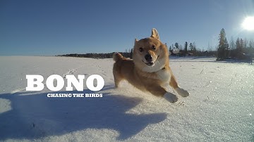 Cute Corgi Dog Chasing the Birds | Corgi Speed When Running | Happy Dog Video | Dog POV