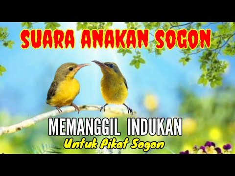 Suara Anakan Sogon Memanggil Indukan Untuk Pikat Sogon Yang Susah Turun