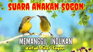 Suara Anakan Sogon Memanggil Indukan Untuk Pikat Sogon Yang Susah Turun