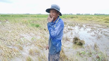 Rơi nước mắt sau lụt dân 7 núi An Giang nhặt từng hạt lúa dưới nước Mùa Nước Nổi 2023